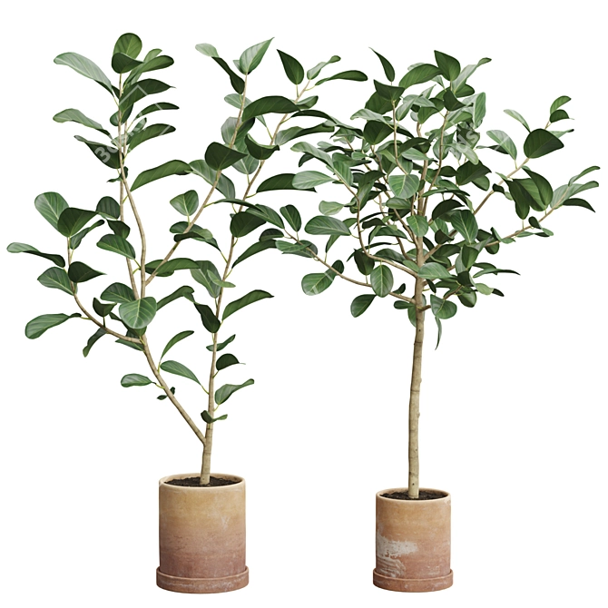 Impressive Ficus Audrey Banyan Tree 3D model image 1