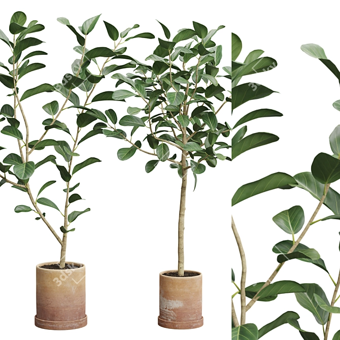 Impressive Ficus Audrey Banyan Tree 3D model image 2