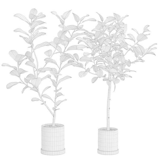 Impressive Ficus Audrey Banyan Tree 3D model image 5