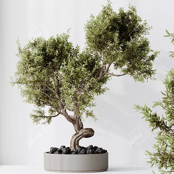 Ficus Retusa Bonsai Tree Model 3D model image 2
