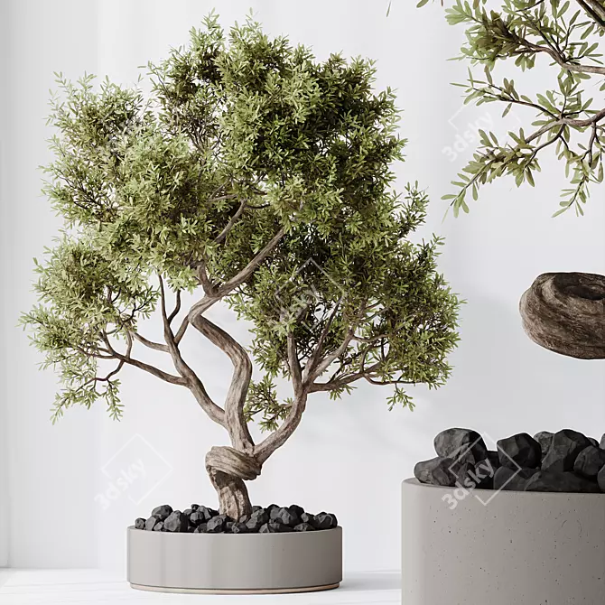 Ficus Retusa Bonsai Tree Model 3D model image 4