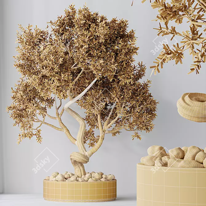 Ficus Retusa Bonsai Tree Model 3D model image 5