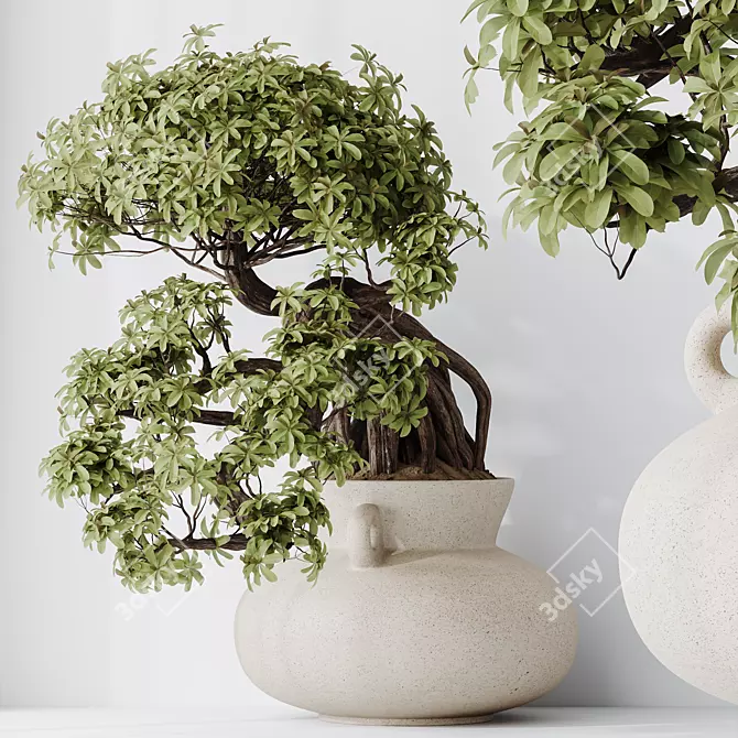 Glossy Ficus Retusa Bonsai Tree 3D model image 2
