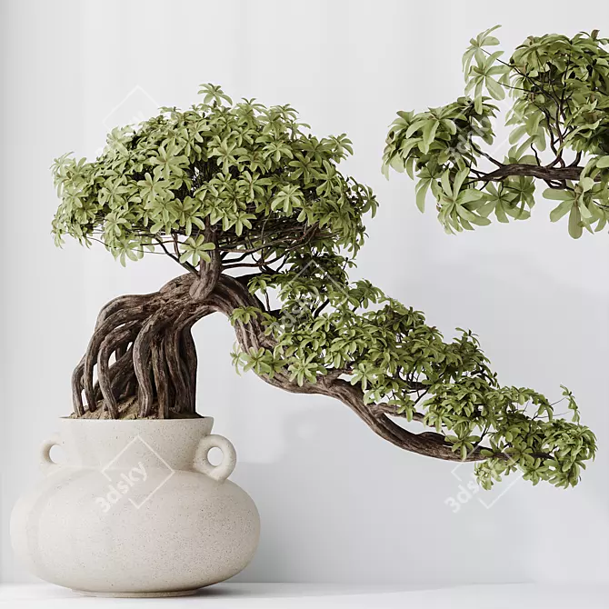 Glossy Ficus Retusa Bonsai Tree 3D model image 3