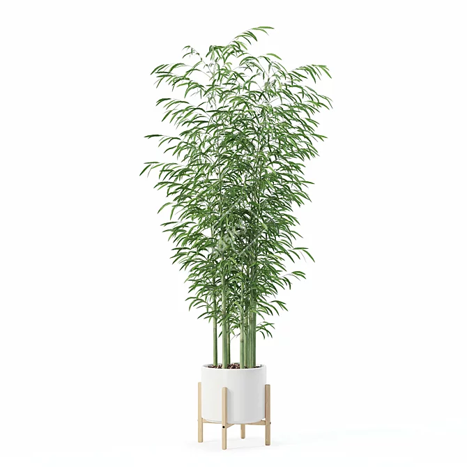 Bamboo Plants Collection 3D Model 3D model image 3