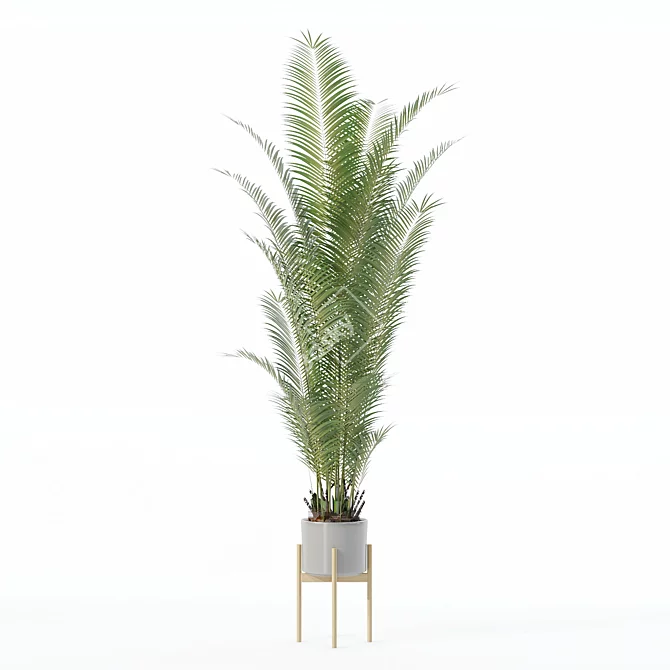 Tropical Beauty Areca Palm Kit 3D model image 6