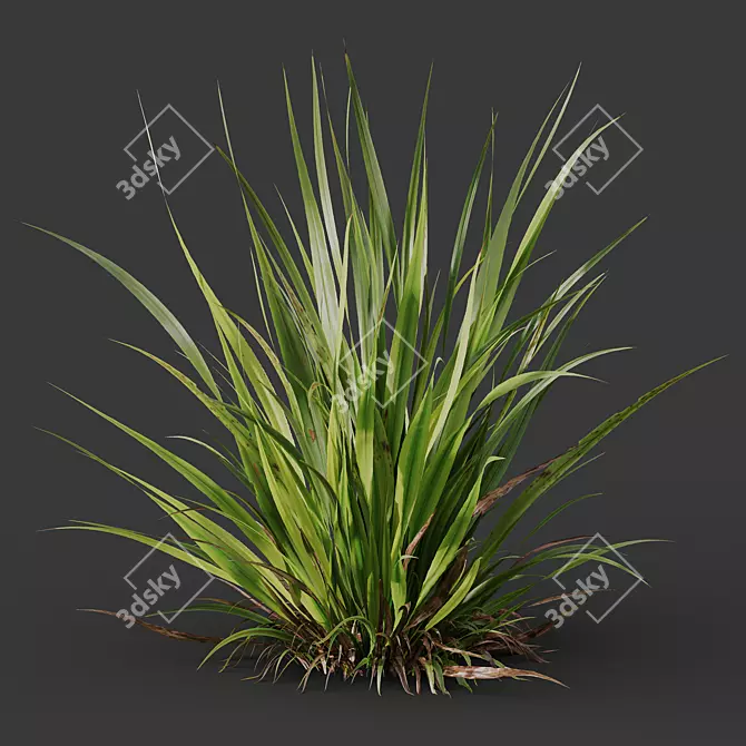 Variety of 3D Grass Models 3D model image 4