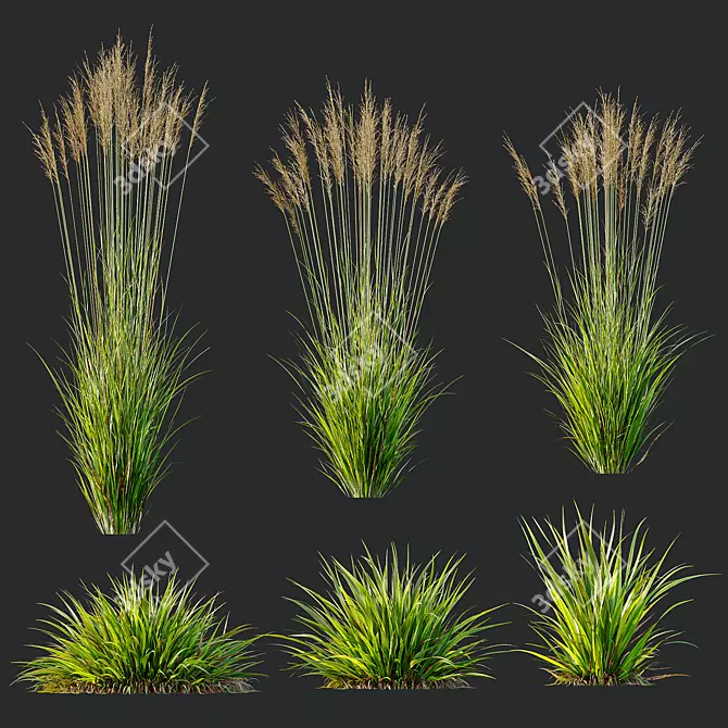 Variety of 3D Grass Models 3D model image 6