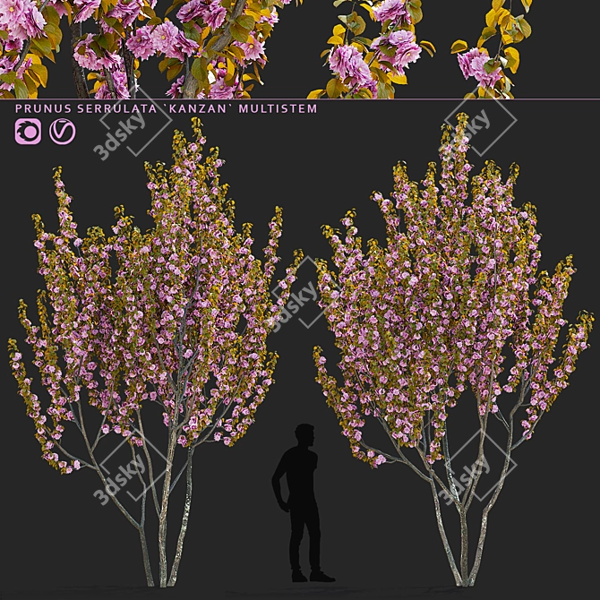 Kanzan Cherry Blossom Multi-Stem 3D model image 1