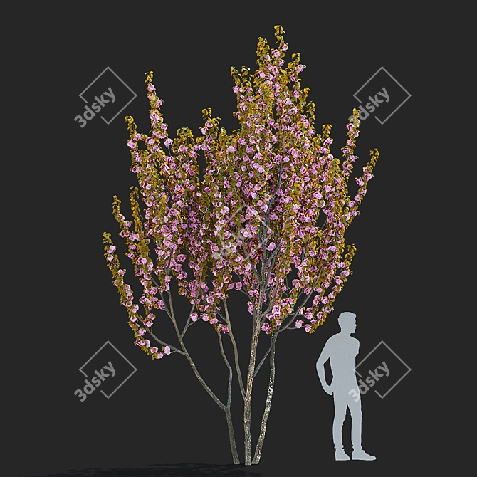 Kanzan Cherry Blossom Multi-Stem 3D model image 2