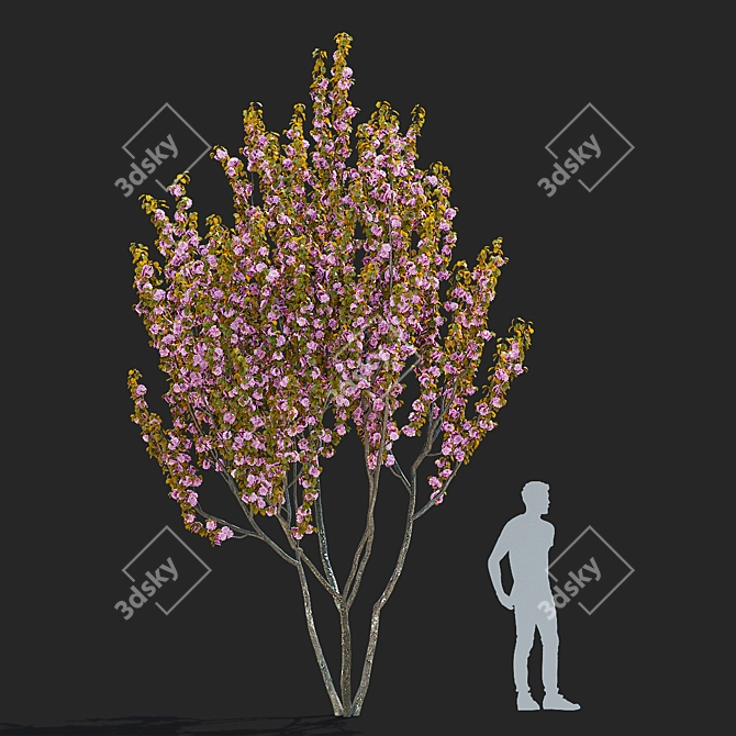 Kanzan Cherry Blossom Multi-Stem 3D model image 3