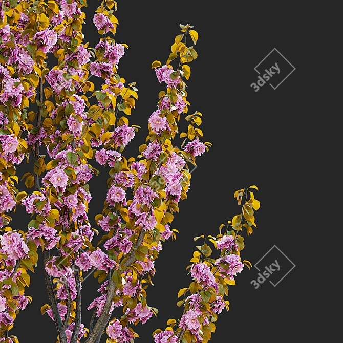 Kanzan Cherry Blossom Multi-Stem 3D model image 4