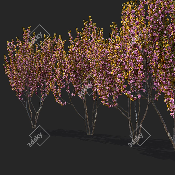 Kanzan Cherry Blossom Multi-Stem 3D model image 7