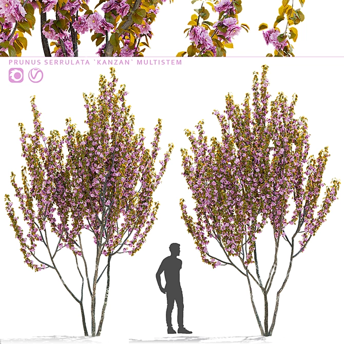 Kanzan Cherry Blossom Multi-Stem 3D model image 8