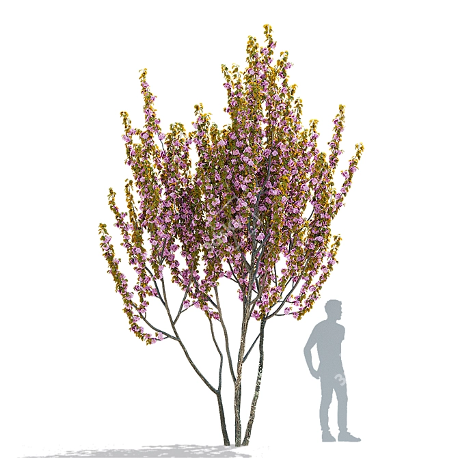 Kanzan Cherry Blossom Multi-Stem 3D model image 9