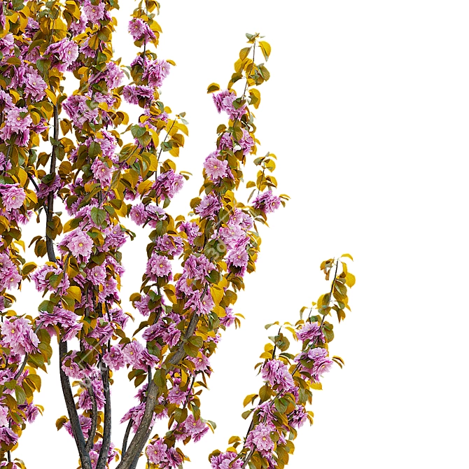 Kanzan Cherry Blossom Multi-Stem 3D model image 11