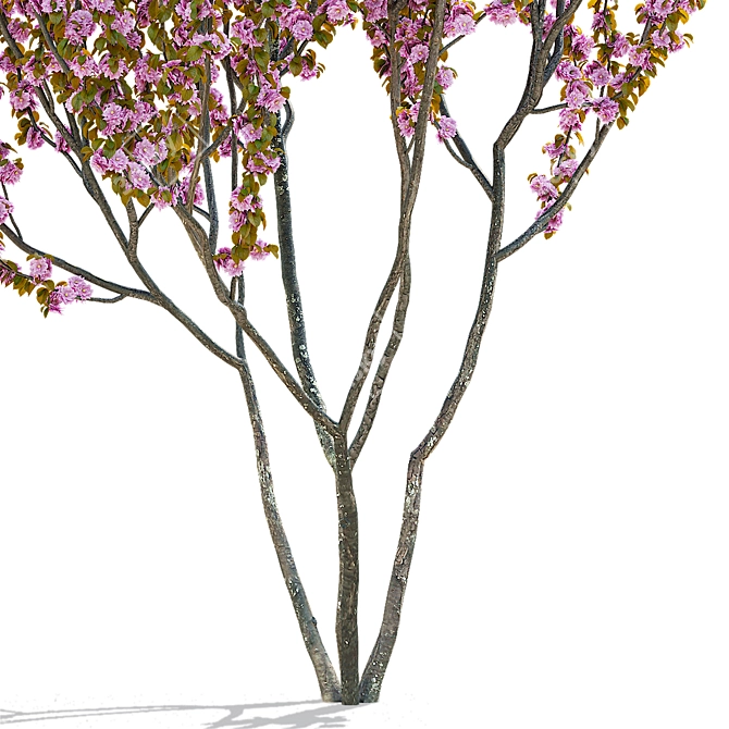 Kanzan Cherry Blossom Multi-Stem 3D model image 13