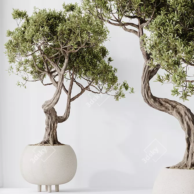 Ginseng Ficus Bonsai Tree Kit 3D model image 2