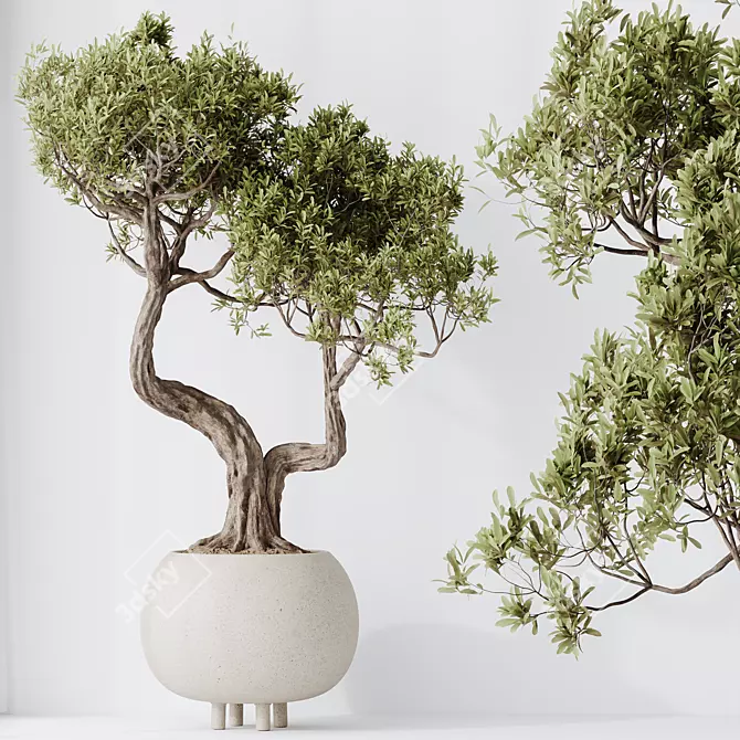 Ginseng Ficus Bonsai Tree Kit 3D model image 3