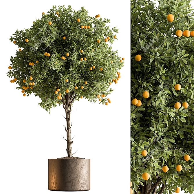 Citrus Bliss- Indoor Lemon Tree 3D model image 1