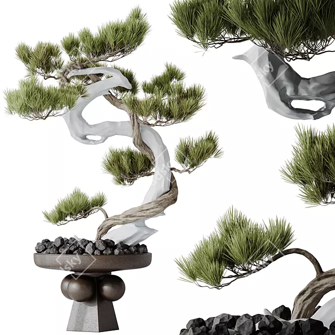 Five-Needle Pine Bonsai Tree 3D model image 1