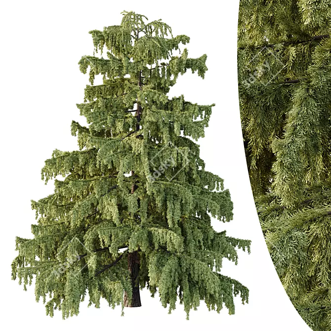 Cedrus Deodara 3D Tree Model 3D model image 1