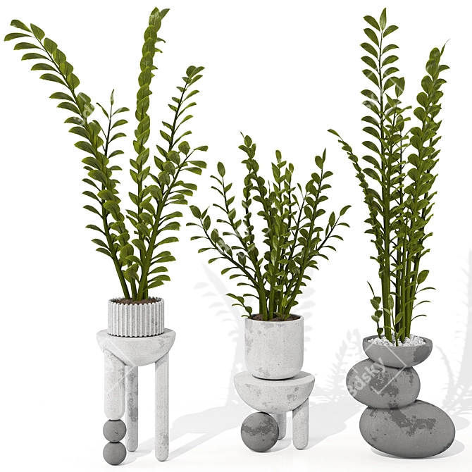 Zamioculcas Zamiifolia Perennial Plant 3D model image 1