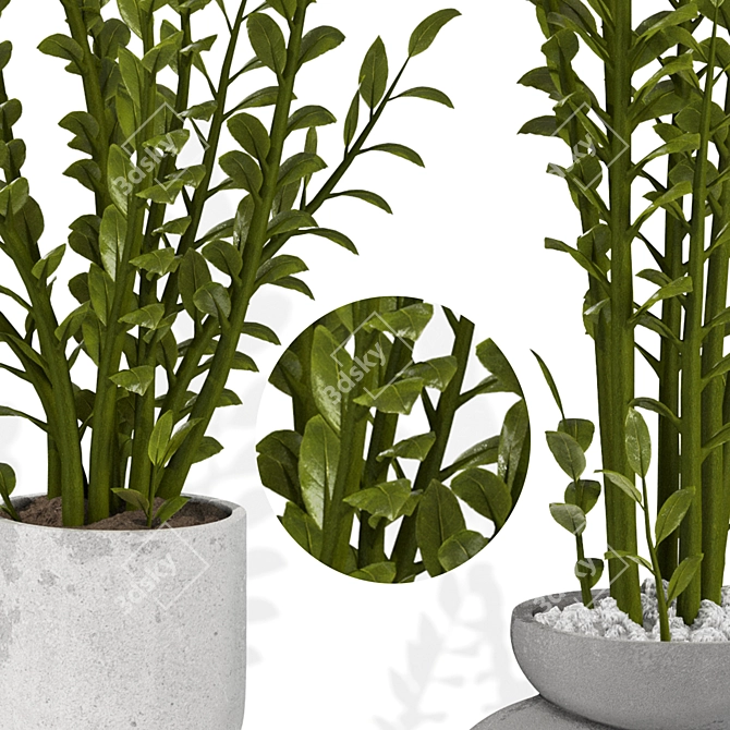 Zamioculcas Zamiifolia Perennial Plant 3D model image 2