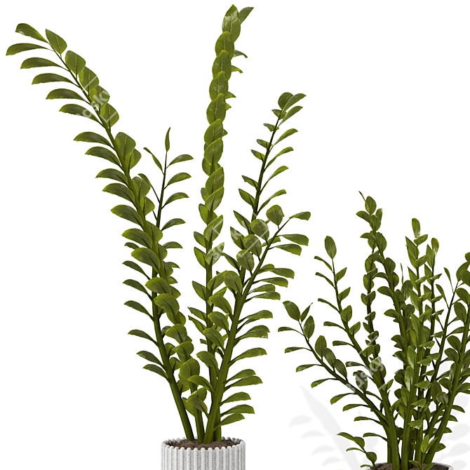 Zamioculcas Zamiifolia Perennial Plant 3D model image 3