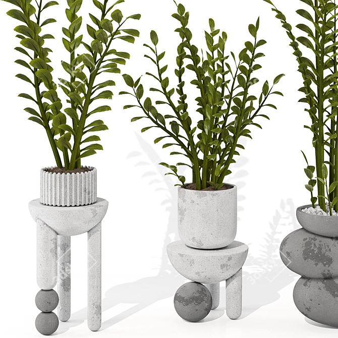 Zamioculcas Zamiifolia Perennial Plant 3D model image 4