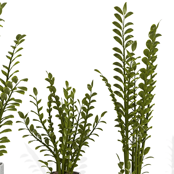 Zamioculcas Zamiifolia Perennial Plant 3D model image 6