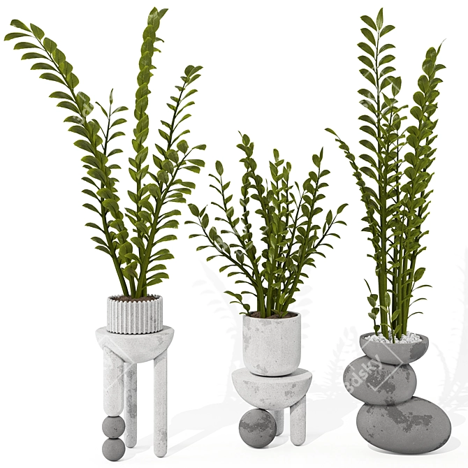 Zamioculcas Zamiifolia Perennial Plant 3D model image 8