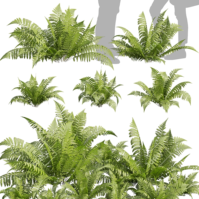 Quality Shrub Lady Fern 3D 3D model image 1