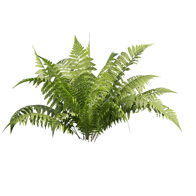 Quality Shrub Lady Fern 3D 3D model image 2