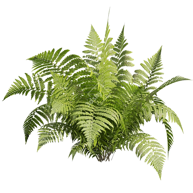 Quality Shrub Lady Fern 3D 3D model image 3