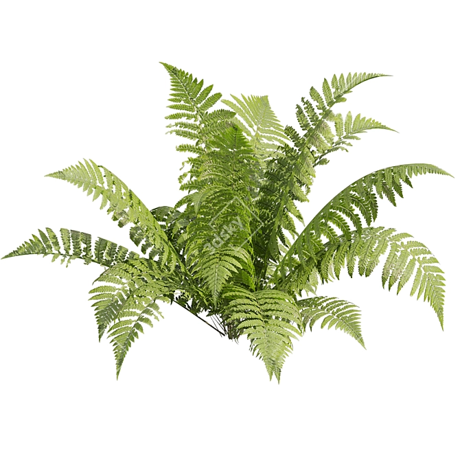 Quality Shrub Lady Fern 3D 3D model image 4