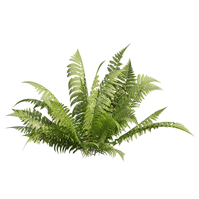 Quality Shrub Lady Fern 3D 3D model image 5