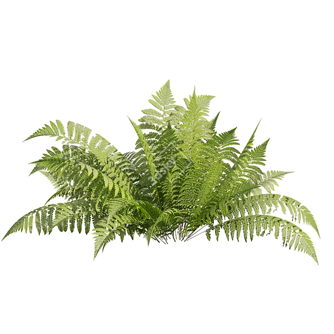 Quality Shrub Lady Fern 3D 3D model image 6