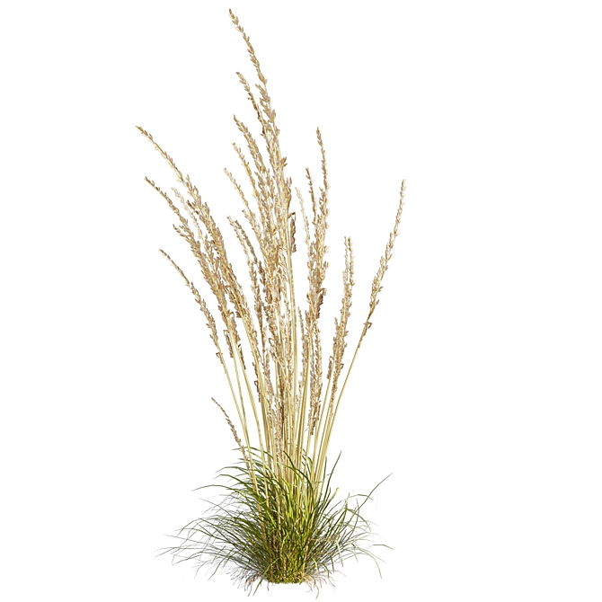Quality Calamagrostis Karl Foerster Plant 3D model image 2