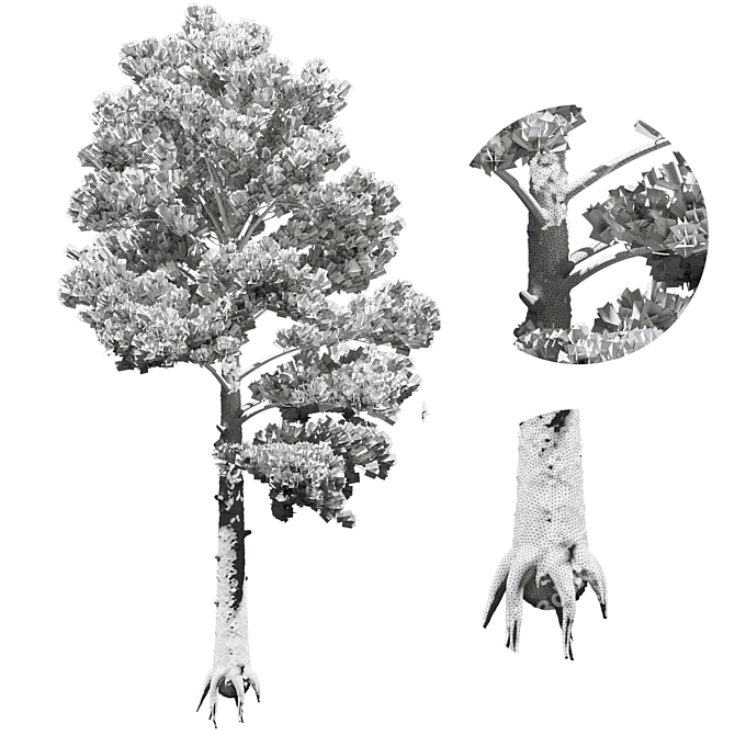 Tall Pine Tree Model 3D 3D model image 2