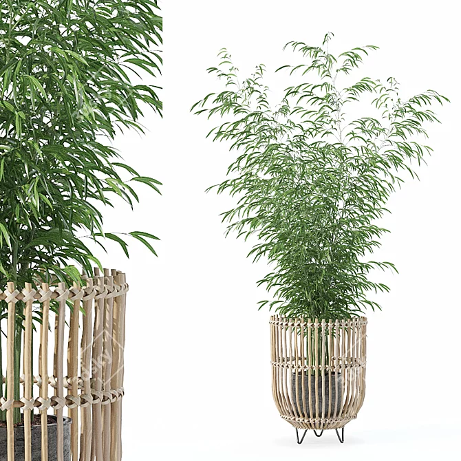 Bamboo Plants Collection 3D Model 3D model image 1