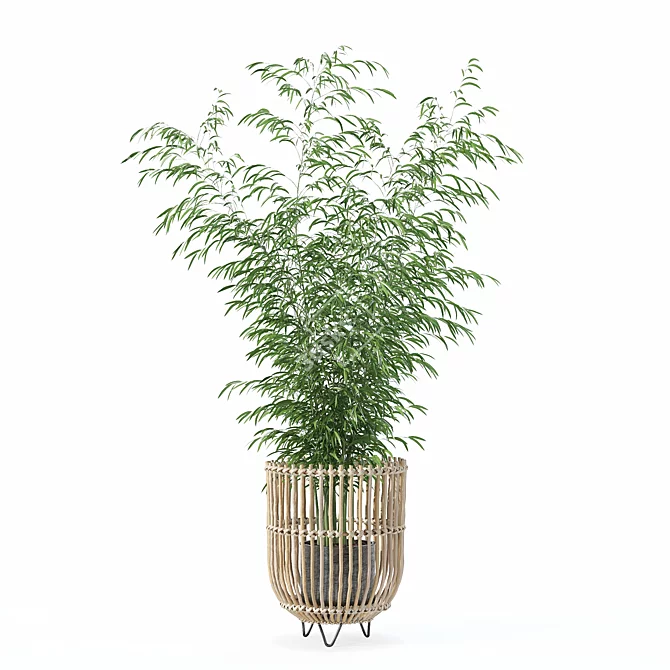 Bamboo Plants Collection 3D Model 3D model image 4