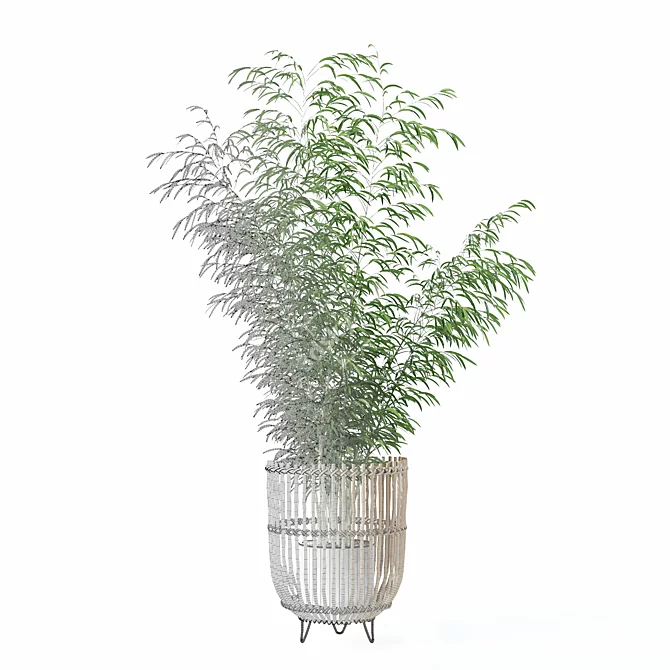 Bamboo Plants Collection 3D Model 3D model image 5