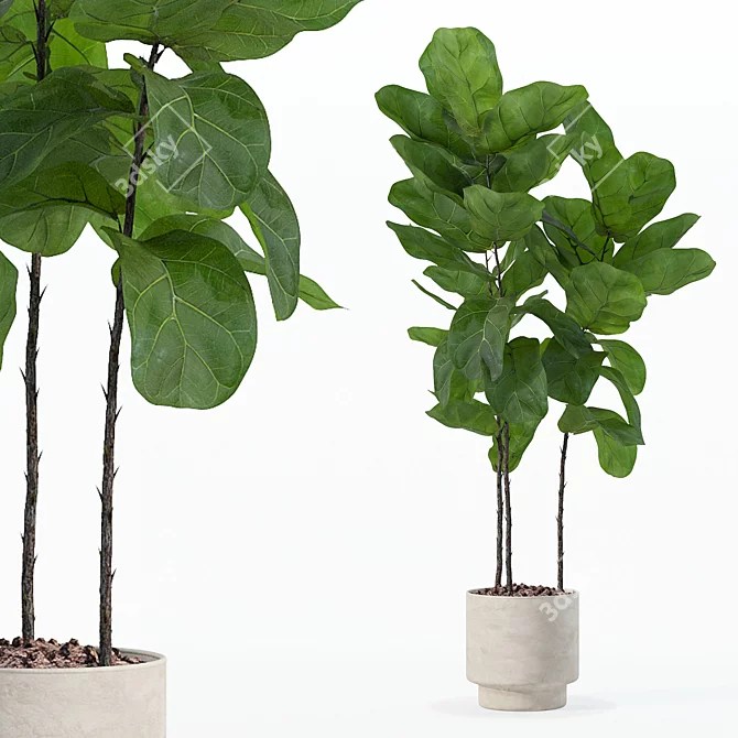 Ficus Lyrata 3D Plants Collection 3D model image 1