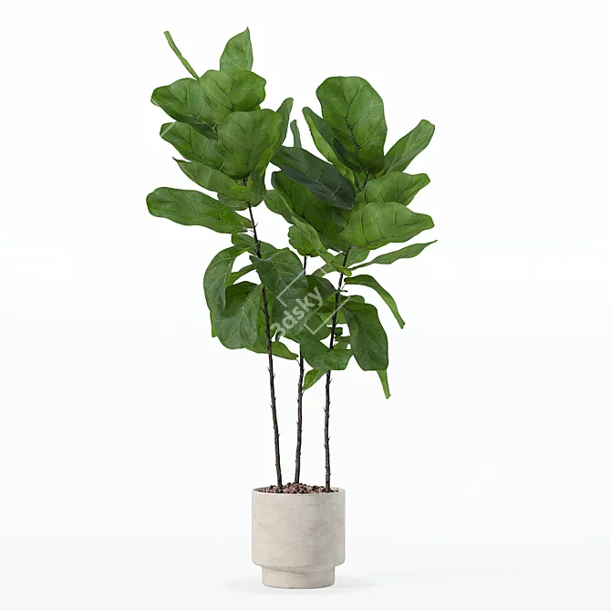 Ficus Lyrata 3D Plants Collection 3D model image 2