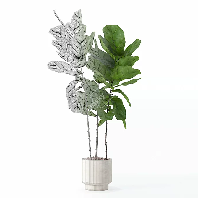 Ficus Lyrata 3D Plants Collection 3D model image 5