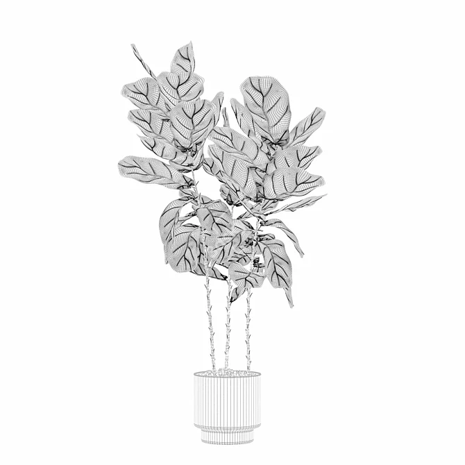 Ficus Lyrata 3D Plants Collection 3D model image 6