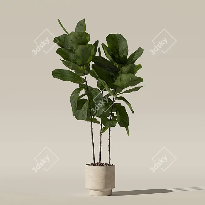 Ficus Lyrata 3D Plants Collection 3D model image 7