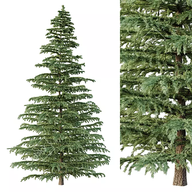 Epic Cedar Tree 3D Model 3D model image 1