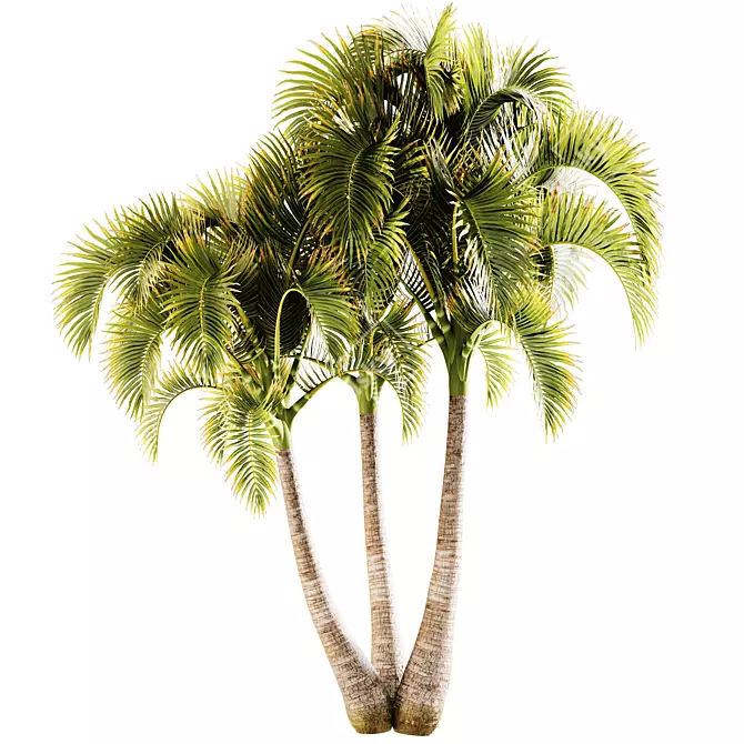 Exotic Adonidia Palm Tree Model 3D model image 1